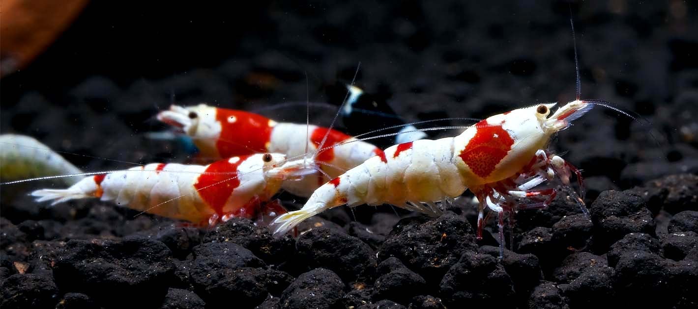 The Safety of Keeping Shrimp in a 500-Gallon Aquarium