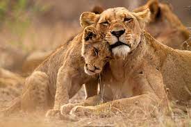 Witness the Circle of Life: Safari Experiences in Africa