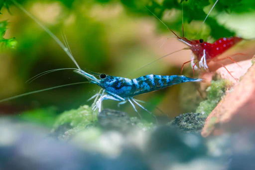 Exploring the Wonders of Aquarium Shrimp: A Dive into the Most Famous Shrimp Shops
