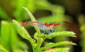 Exploring the Best Types of Aquarium Shrimp: A Guide for Enthusiasts