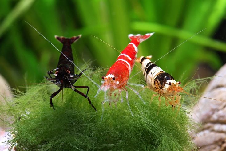 The Harmony of Shrimp: Mutual Understanding in the Aquarium