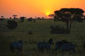 Safari Sundown: Dusk Descends on the Wilderness