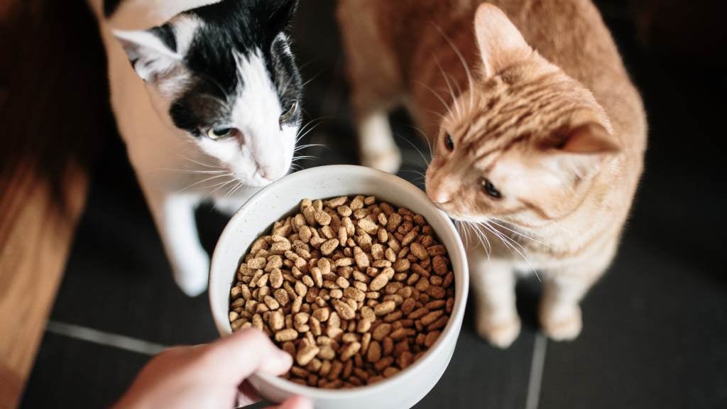 Proper Care and Feeding of a Cat