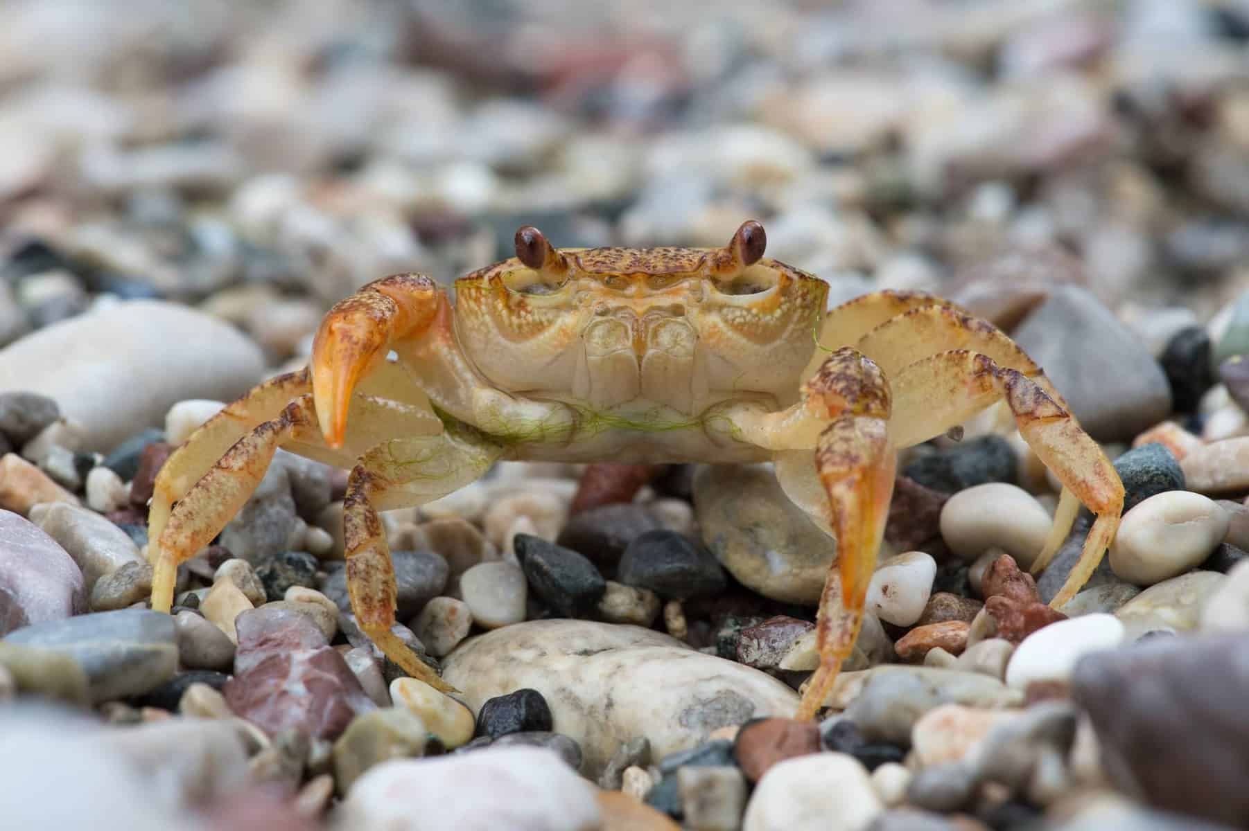 Shrimp and Crabs: Adding Unique Personality to Your Freshwater Tank
